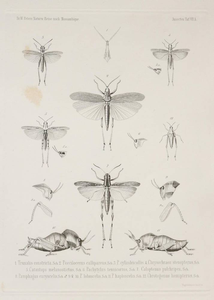 Große Abbildung Nr.1: 138-3441 Konvolut: (Varia, Zoologie, Insekten)