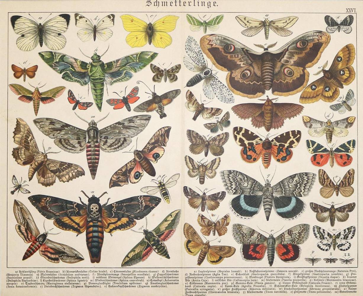 Große Abbildung Nr.1: 138-3442 Schmetterlinge.: (Varia, Zoologie)