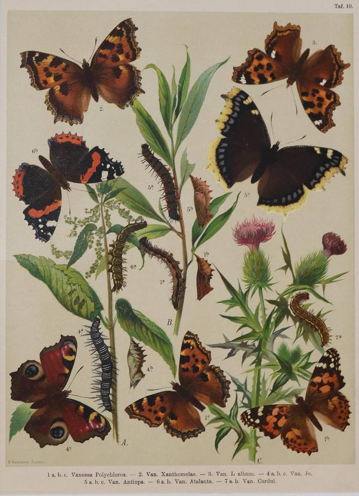 Große Abbildung Nr.2: 138-3442 Schmetterlinge.: (Varia, Zoologie)