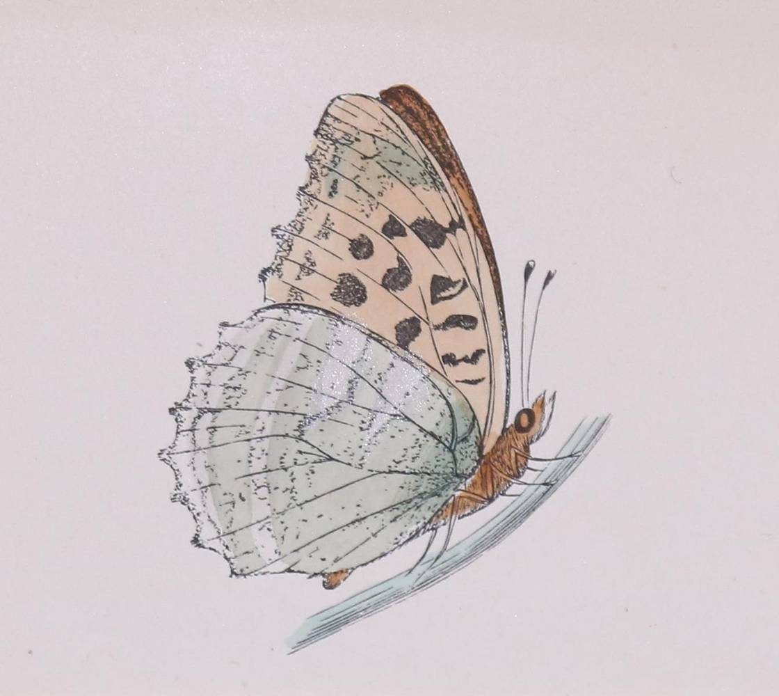 Große Abbildung Nr.4: 138-3442 Schmetterlinge.: (Varia, Zoologie)