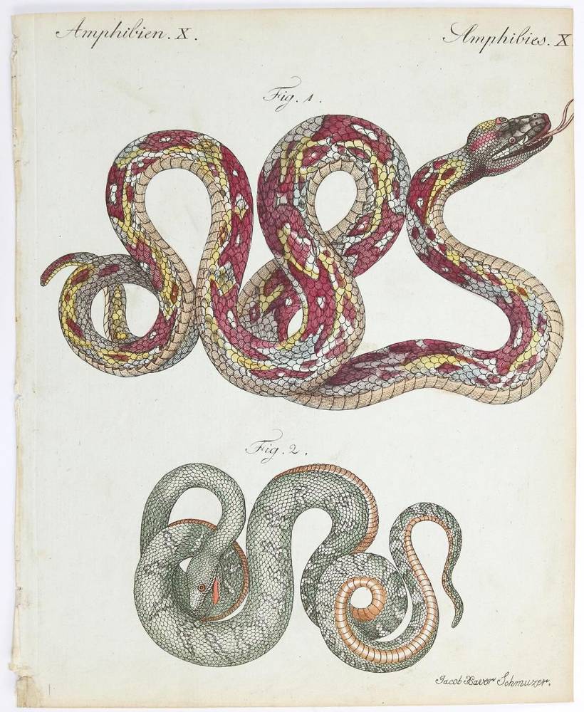 Große Abbildung Nr.1: 138-3443 Tiere.: (Varia, Zoologie)
