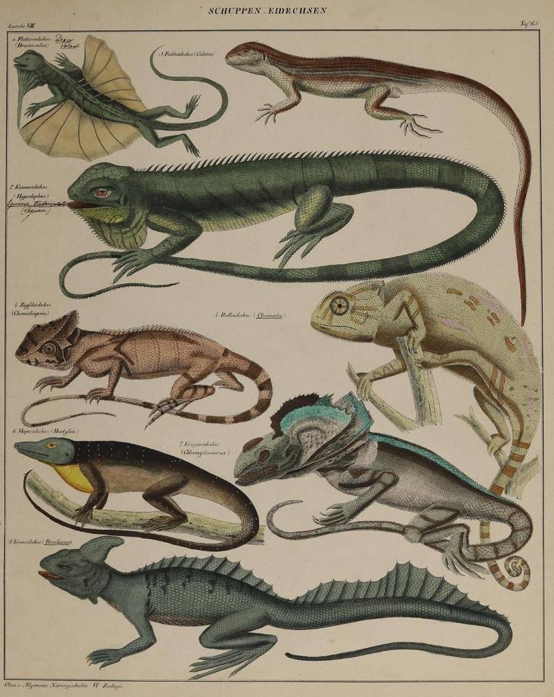 Große Abbildung Nr.2: 138-3443 Tiere.: (Varia, Zoologie)
