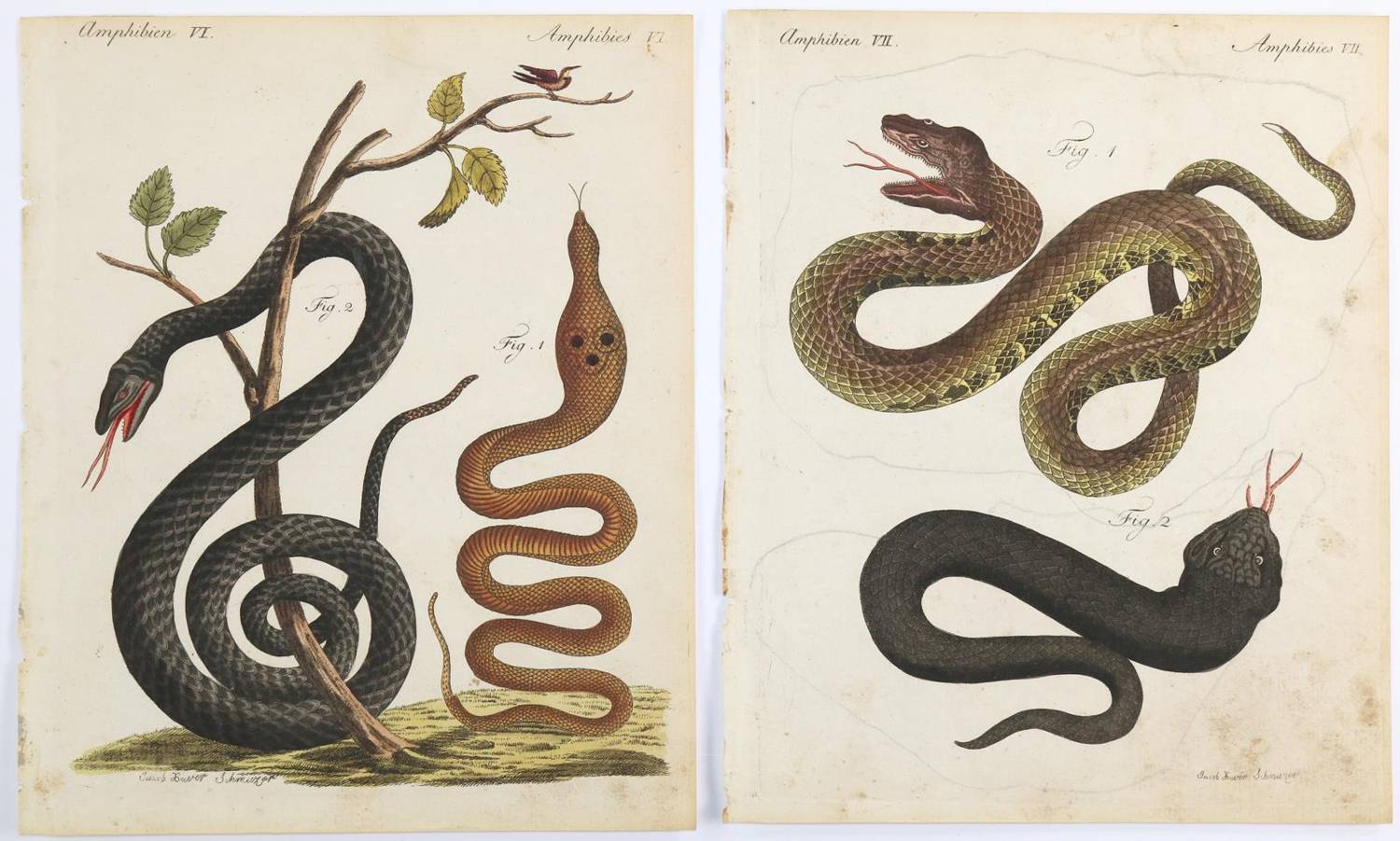Große Abbildung Nr.3: 138-3443 Tiere.: (Varia, Zoologie)
