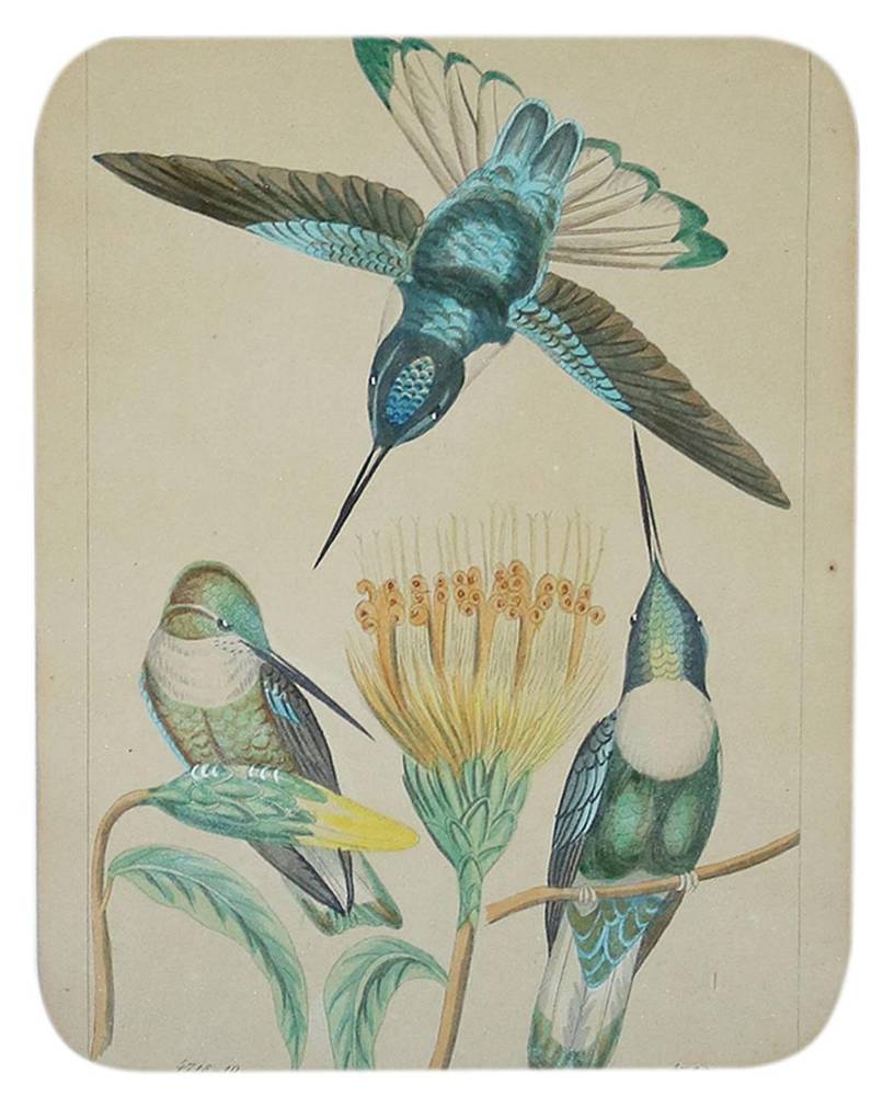 Große Abbildung Nr.2: 138-3444 Vögel.: (Varia, Zoologie)