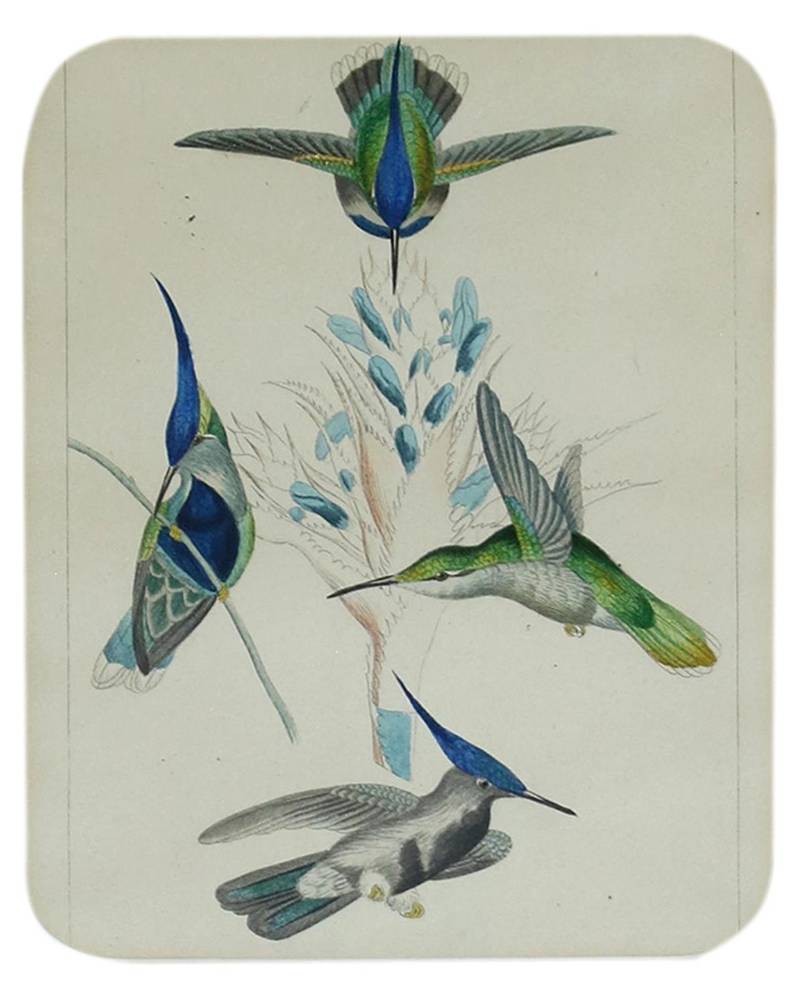 Große Abbildung Nr.3: 138-3444 Vögel.: (Varia, Zoologie)