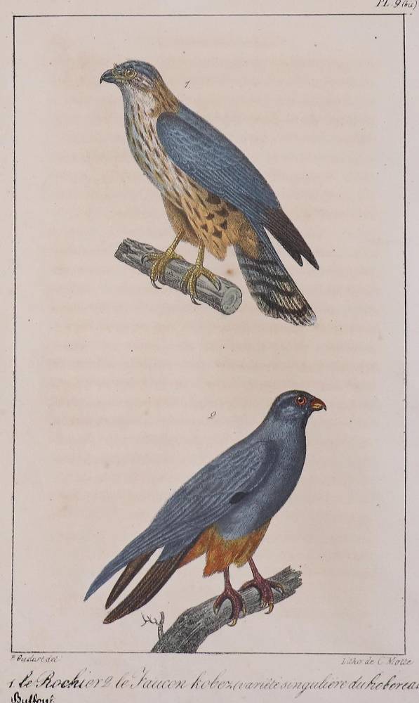 Große Abbildung Nr.2: 138-3445 Vögel.: (Varia, Zoologie)