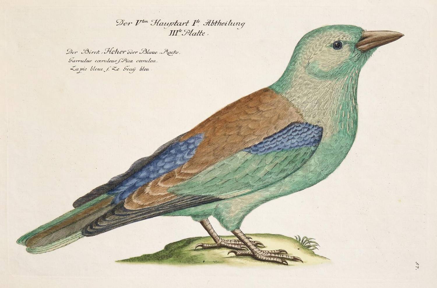 Große Abbildung Nr.3: 138-3445 Vögel.: (Varia, Zoologie)