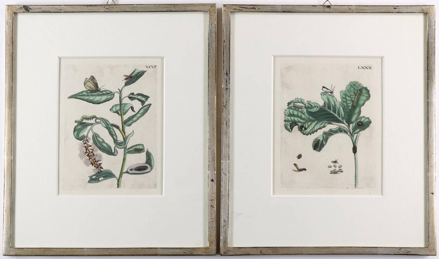 Große Abbildung Nr.1: 138-4160 Merian, Maria Sibylla: (Künstlergraphik)