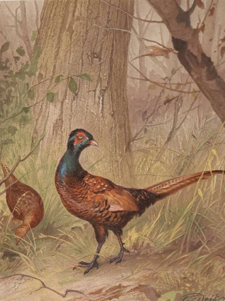 Große Abbildung Nr.23: 138-761 Deiker,C.F./Müller,A.u.K.: (Jagd)