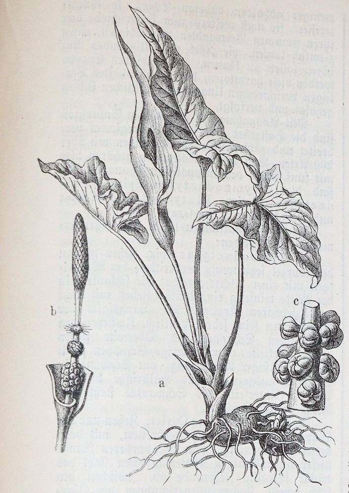 Große Abbildung Nr.14: 138-762 Dombrowski,R.Ritter v.: (Jagd)