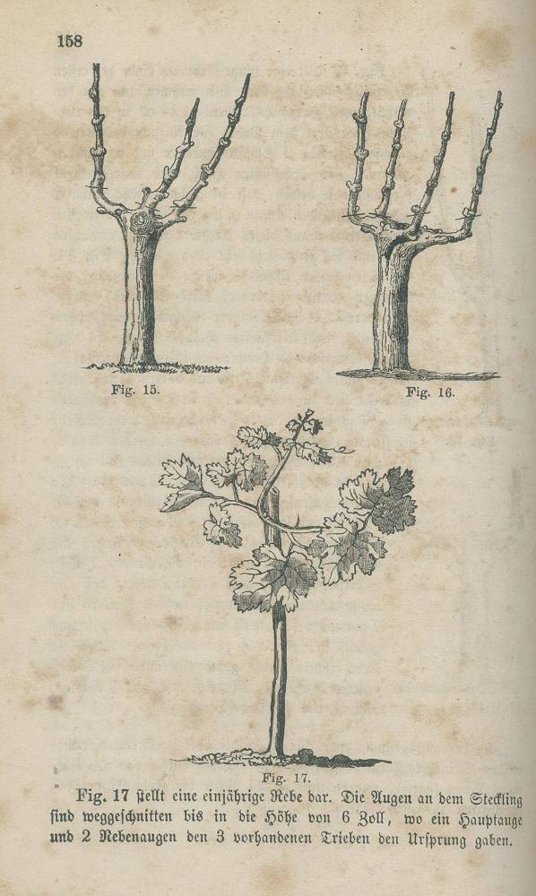 Große Abbildung Nr.2: 138-807 Kohler,J.M.: (Küche und Haushalt, Getränke, Wein)