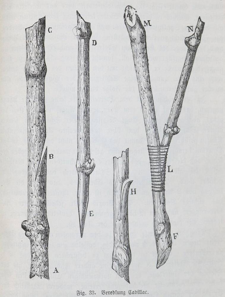 Große Abbildung Nr.1: 138-808 Sahut,F.: (Küche und Haushalt, Getränke, Wein und Weinbau)