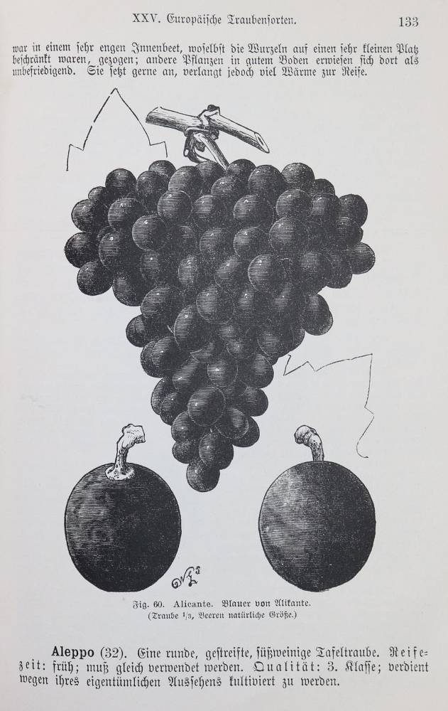 Große Abbildung Nr.1: 138-809 Barron,A.F.: (Küche und Haushalt, Getränke, Wein und Weinbau)