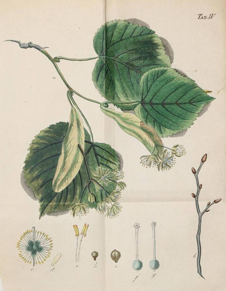 Große Abbildung Nr.1: 138-855 Bechstein,J.M.: (Land- und Forstwirtschaft, Forstwirtschaft)
