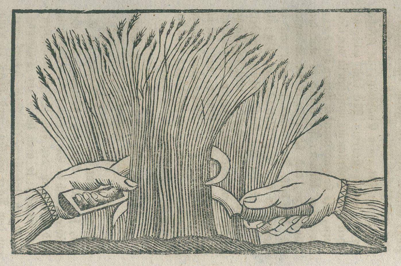 Große Abbildung Nr.2: 138-872 Berger,C.F.: (Land- und Forstwirtschaft, Landwirtschaft)