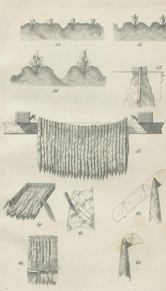 Große Abbildung Nr.1: 138-892 Babo, A. v. u. F. Hoffacker.: (Land- und Forstwirtschaft, Landwirtschaft, Tabak)