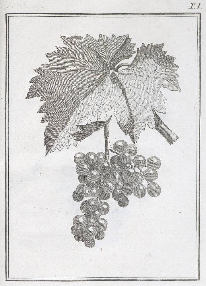 Große Abbildung Nr.1: 138-894 Chaptal / Rozier / Parmentier / Dussieux,: (Land- und Forstwirtschaft, Landwirtschaft, Wein und Weinbau)