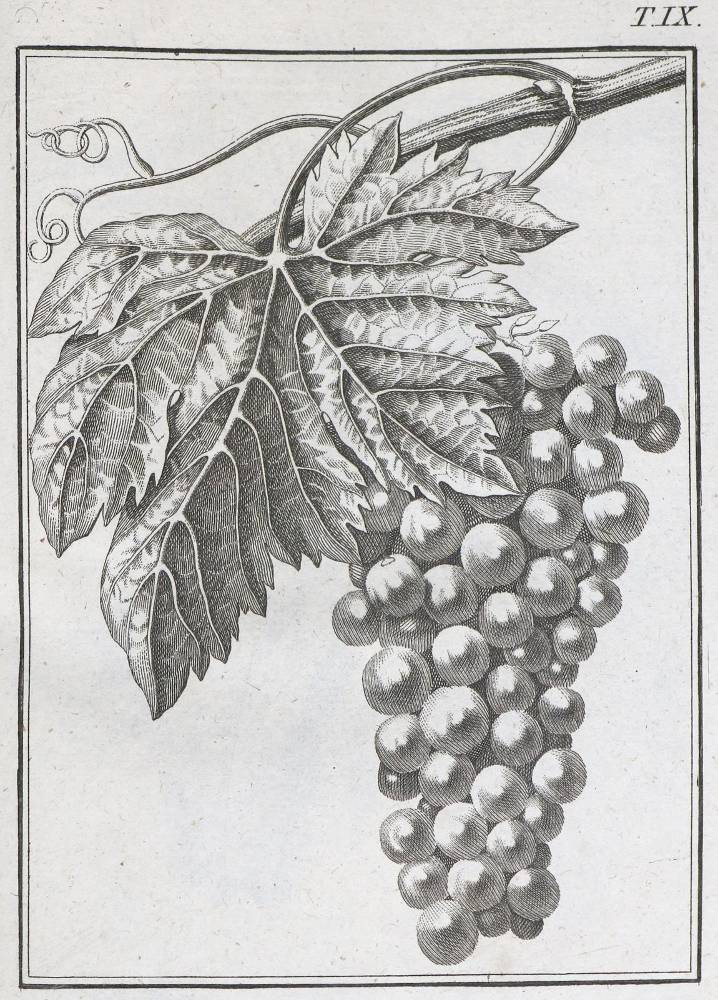 Große Abbildung Nr.2: 138-894 Chaptal / Rozier / Parmentier / Dussieux,: (Land- und Forstwirtschaft, Landwirtschaft, Wein und Weinbau)