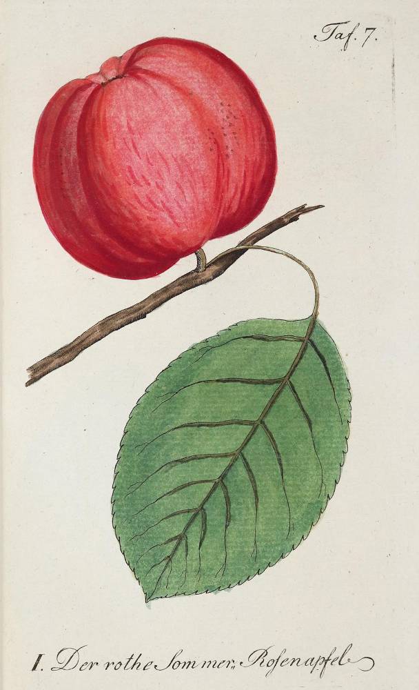 Große Abbildung Nr.1: 138-904 Sickler,J.V.: (Land- und Forstwirtschaft, Obstbau)