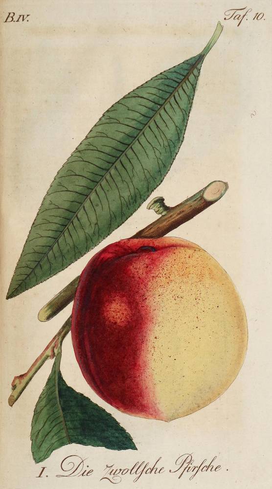 Große Abbildung Nr.1: 138-906 Sickler,J.V.: (Land- und Forstwirtschaft, Obstbau)