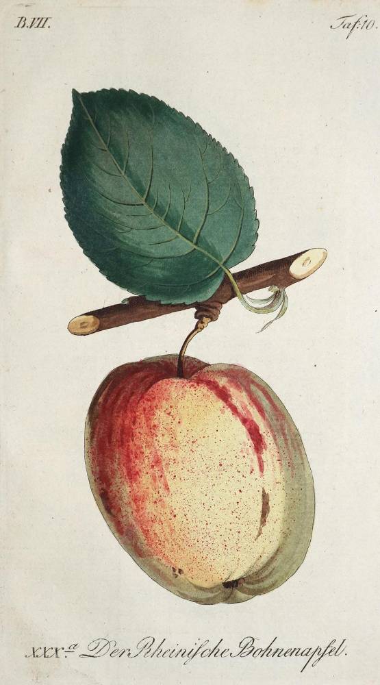 Große Abbildung Nr.1: 138-907 Sickler,J.V.: (Land- und Forstwirtschaft, Obstbau)
