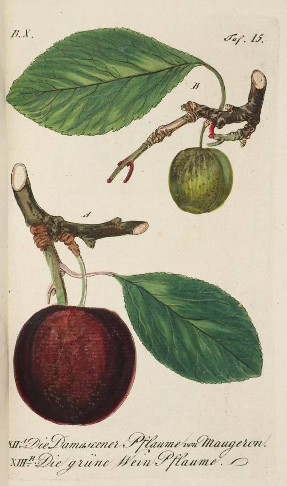 Große Abbildung Nr.1: 138-908 Sickler,J.V.: (Land- und Forstwirtschaft, Obstbau)