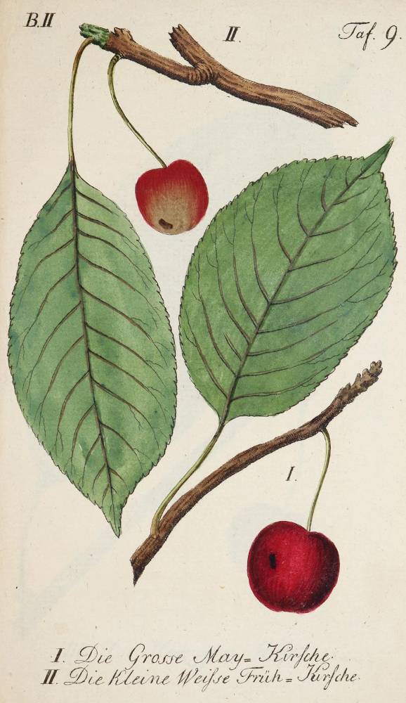 Große Abbildung Nr.1: 138-910 Sickler,J.V.: (Land- und Forstwirtschaft, Obstbau)