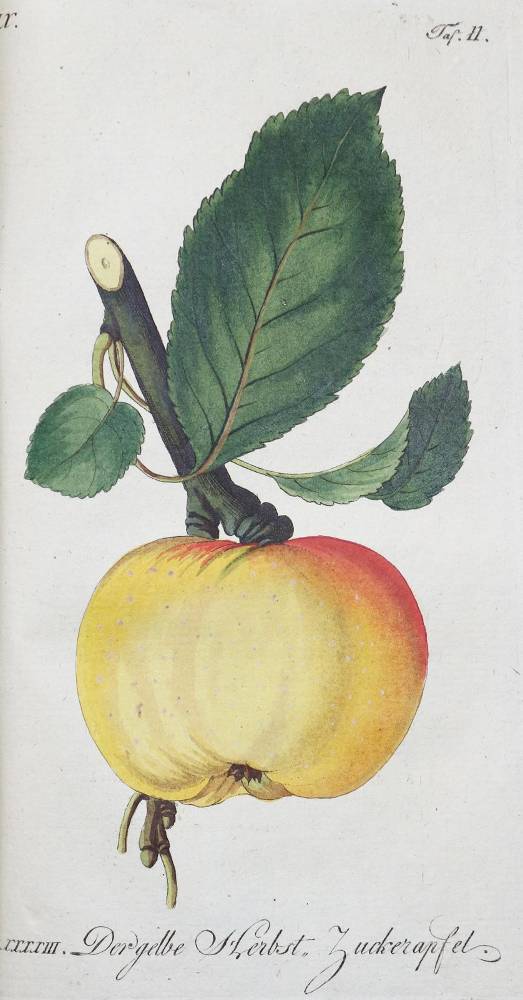 Große Abbildung Nr.1: 138-913 Sickler,J.V. (Hrsg.).: (Land- und Forstwirtschaft, Obstbau)
