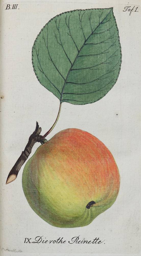 Große Abbildung Nr.1: 138-914 Sickler,J.V. Hrsg.: (Land- und Forstwirtschaft, Obstbau)