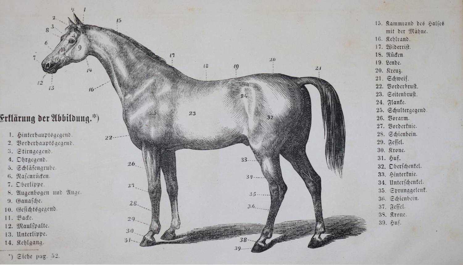 Große Abbildung Nr.4: 138-922 Löffler,K.: (Land- und Forstwirtschaft, Tierhaltung, Pferde)