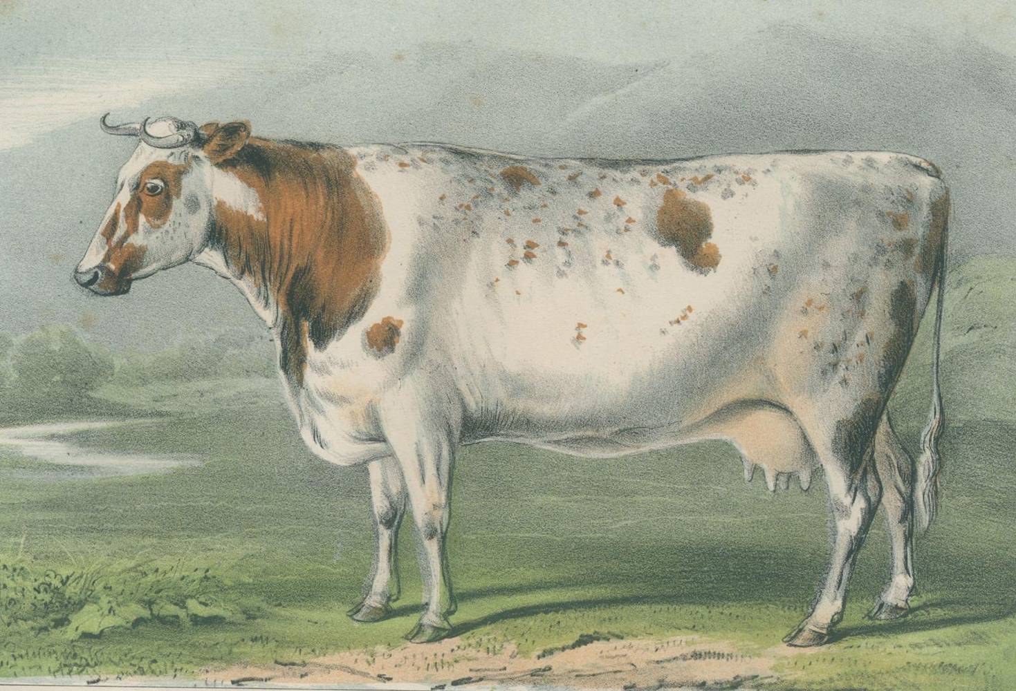 Große Abbildung Nr.1: 138-924 Pabst,H.W.v.: (Land- und Forstwirtschaft, Tierhaltung, Rinderzucht)