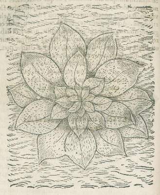 Bild Nr.2: 138-1616 Alpini,P.: (Botanik, Ägypten)