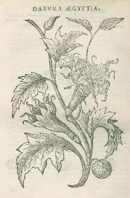 Bild Nr.4: 138-1616 Alpini,P.: (Botanik, Ägypten)