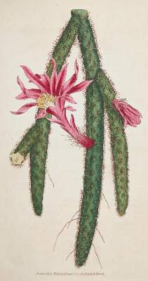 Bild Nr.1: 138-1625 Curtis,W.: (Botanik)