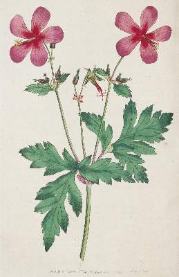 Bild Nr.2: 138-1625 Curtis,W.: (Botanik)