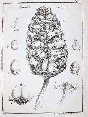 Bild Nr.1: 138-1628 Gaertner,J.: (Botanik)