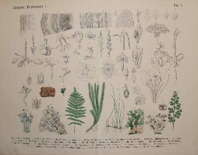 Bild Nr.1: 138-1631 Hoffmann,C.: (Botanik)