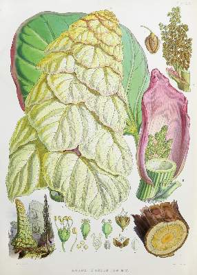 Bild Nr.1: 138-1632 Hooker,J.D.: (Botanik)