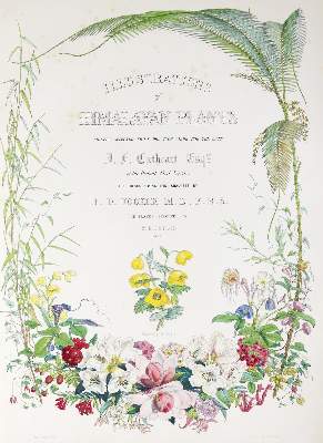 Bild Nr.2: 138-1632 Hooker,J.D.: (Botanik)