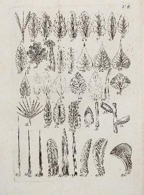 Bild Nr.1: 138-1634 Jacquin,N.J.v.: (Botanik)