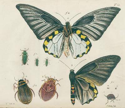 Bild Nr.4: 138-1635 Jacquin,N.J.v.: (Botanik)