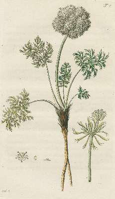 Bild Nr.5: 138-1635 Jacquin,N.J.v.: (Botanik)