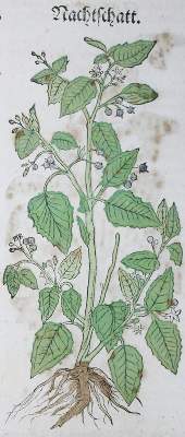 Bild Nr.2: 138-1636 Bock,H.: (Botanik, Kräuterbücher)