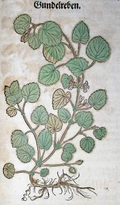 Bild Nr.4: 138-1636 Bock,H.: (Botanik, Kräuterbücher)