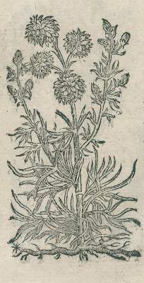 Bild Nr.2: 138-1638 Chabrey,D.: (Botanik, Kräuterbücher)