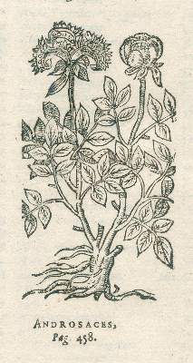 Bild Nr.3: 138-1638 Chabrey,D.: (Botanik, Kräuterbücher)