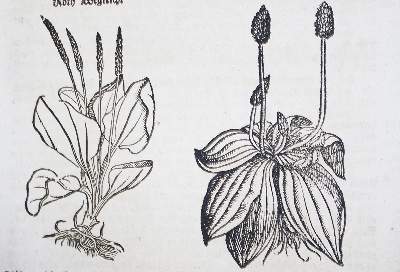 Bild Nr.1: 138-1641 (Lonicer,A.: (Botanik, Kräuterbücher)