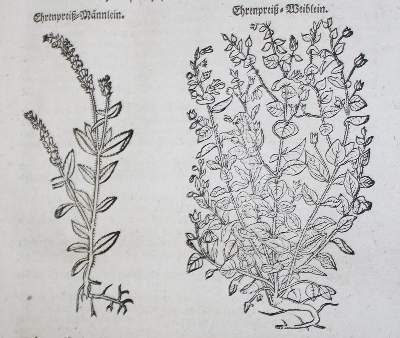 Bild Nr.2: 138-1641 (Lonicer,A.: (Botanik, Kräuterbücher)