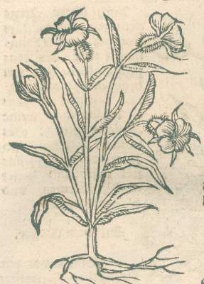 Bild Nr.2: 138-1644 Ryff,W.H. (Pseud.: Q.Apollinaris).: (Botanik, Kräuterbücher)