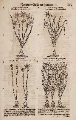 Bild Nr.1: 138-1645 (Tabernaemontanus,J.T.: (Botanik, Kräuterbücher)